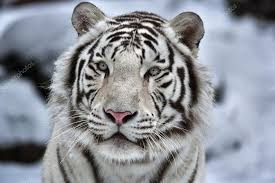 Mgr. Květa Kefurtová