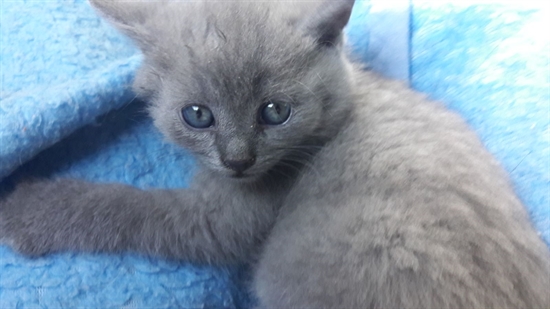 Cigánská Uklizečka