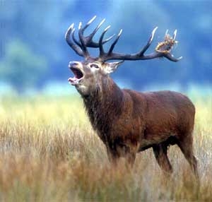 Bc. Pavlína Jelenová