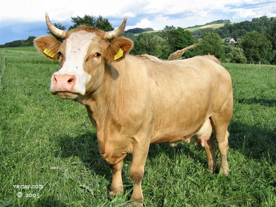 Profilový obrázek učitele