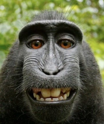 rndr. Josef Závěta Starší